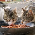 Pet supplies
